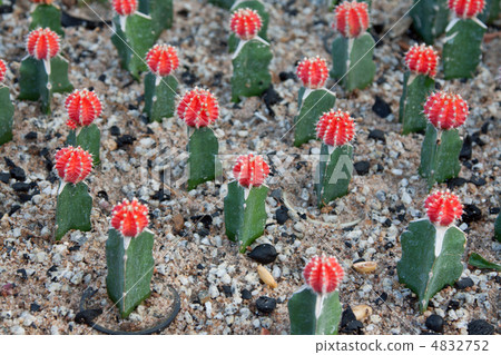 Cactuses with red head and needle 4832752