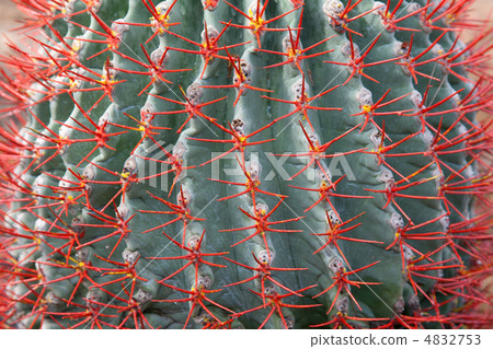 Blue cactus with red needle 4832753