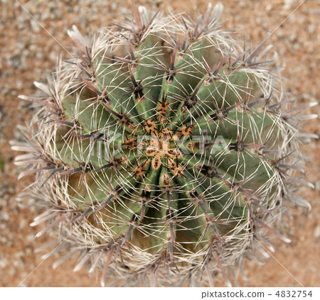 Cactus with sharp needle Cactus with sharp needle 4832754