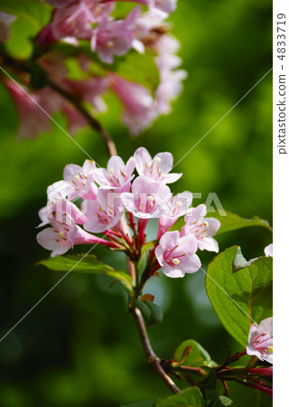 Taniugi's flower 4833719