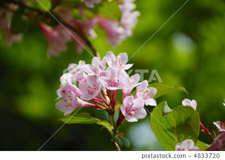 Taniugi's flower Taniugi's flower 4833720