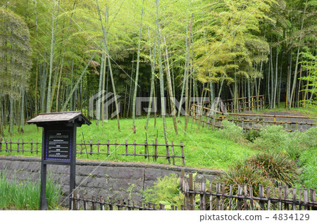 Senshin庭院的Gangnam竹子樹叢 4834129