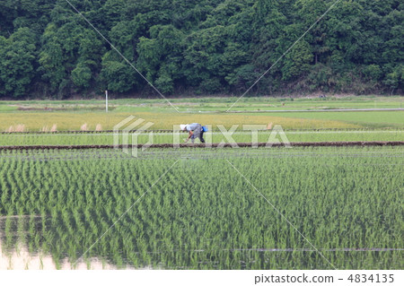 Rice planting Rice planting 4834135