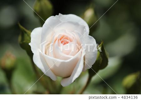 White rose White rose 4834136