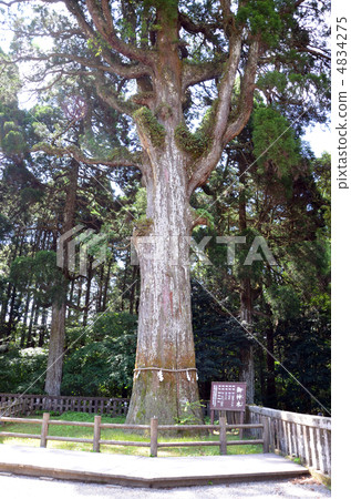 Cedars of Kirishima Jingu Shrines Sacred tree Cedars of Kirishima Jingu Shrines Sacred tree 4834275