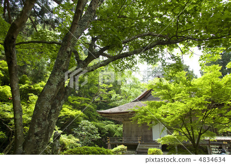 新鮮的綠色Sanzenin 4834634