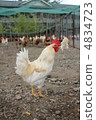 一隻公雞 4834723