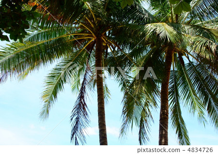 Palm tree Palm tree 4834726