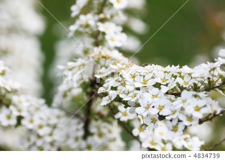 草莓白花 草莓白花 4834739