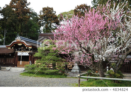 Plums of Kyoto Umehimiya Taisha Shrine 4834824