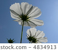 Cosmos 4834913