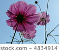 Cosmos 4834914