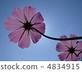 Cosmos 4834915