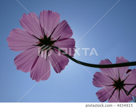 Cosmos 4834915