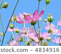 Cosmos 4834916