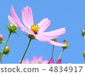 Cosmos 4834917