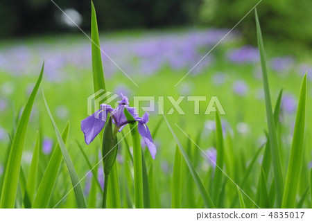 在Oda Ota的Sawa 4835017