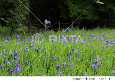 At the Sawa of Oda Ota 4835018