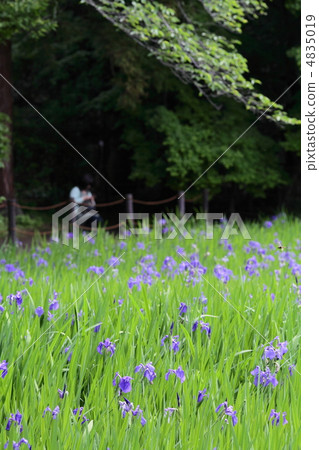 At the Sawa of Oda Ota 4835019