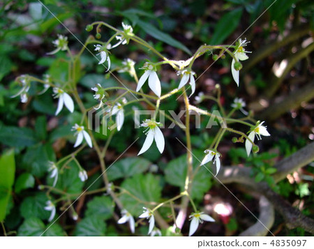 Flower Yukino Flower Yukino 4835097