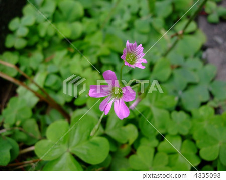 Flower Oxalis 4835098