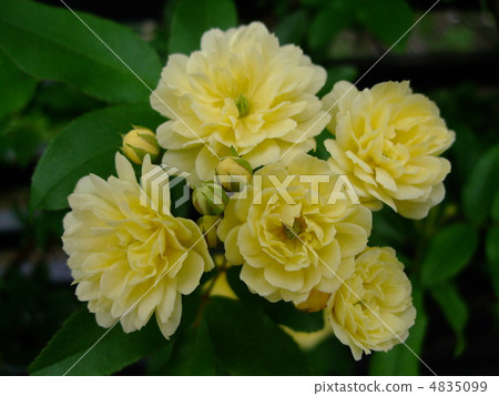 Flower Kika Roses 4835099