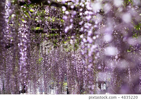  紫藤花 4835220