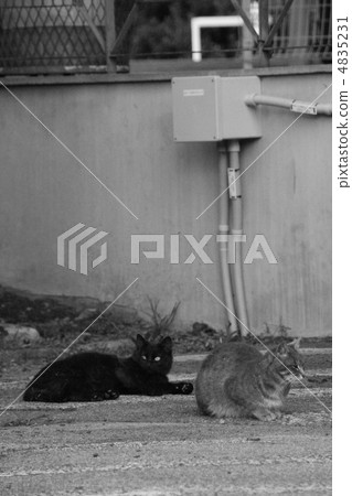 Cat Cat 4835231