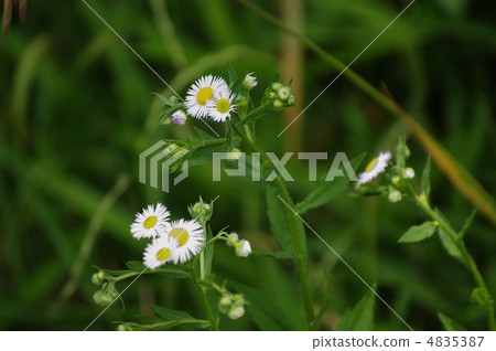 燈盞細辛 燈盞細辛 4835387