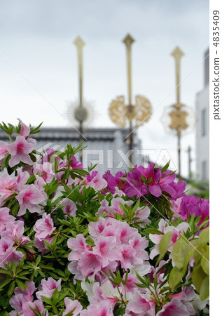 Azalea of Shinchonsen 4835409