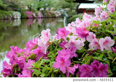 Shinsen garden, azalea and pond Shinsen garden, azalea and pond 4835411