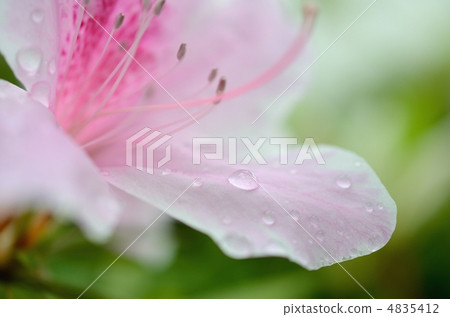 Azalea petals Azalea petals 4835412