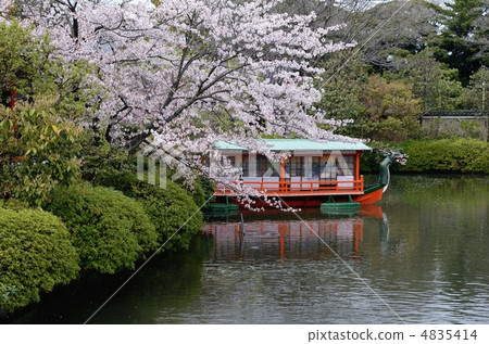 Pond and cherry blossoms at Shinsen garden 4835414