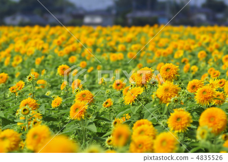 Tohoku Eighth 4835526