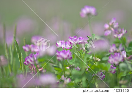 Kuki City Renge Festival Kuki City Renge Festival 4835530