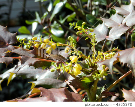 Hiraginanten / Hachioji Hiraginanten / Hachioji 4835578