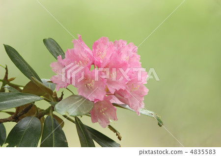 杜鵑 杜鵑 4835583