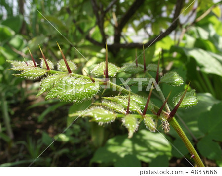 塔拉葉是針而不是 4835666