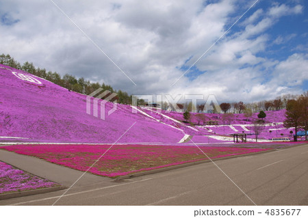 Toki Kokoto Shiba Sakura Park Shiba Sakura Festival 4835677