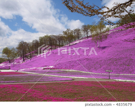 Toki Kokoto Shiba Sakura Park Shiba Sakura Festival 4835679