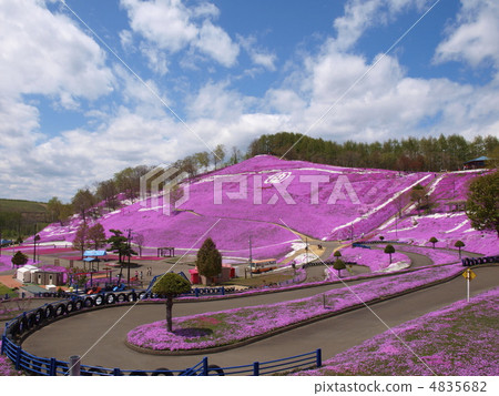 Toki Kokoto Shiba Sakura Park Shiba Sakura Festival 4835682