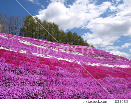 Toki Kokoto Shiba Sakura Park Shiba Sakura Festival 4835683