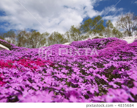 Toki Kokoto Shiba Sakura Park Shiba Sakura Festival 4835684