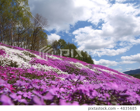 Toki Kokoto Shiba Sakura Park Shiba Sakura Festival 4835685