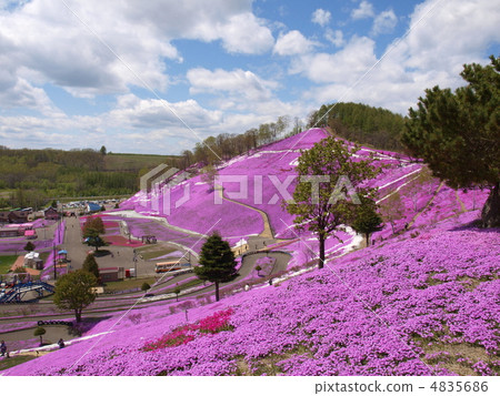 Toki Kokoto Shiba Sakura Park Shiba Sakura Festival 4835686