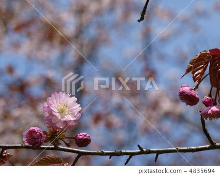 Kushiro Eiji cherry tree 4835694