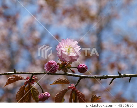 Kushiro Eiji cherry tree 4835695