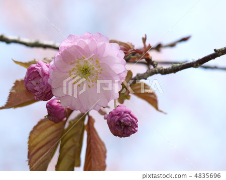 Kushiro Eiji cherry tree 4835696