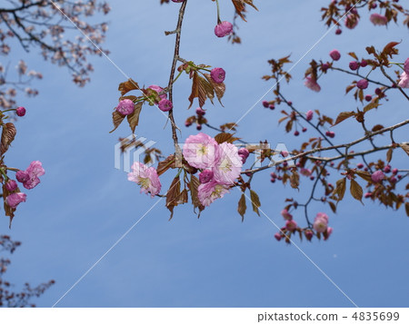 Kushiro Eiji cherry tree Kushiro Eiji cherry tree 4835699