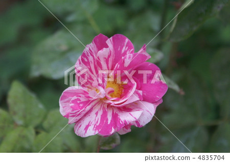 Rose   4835704